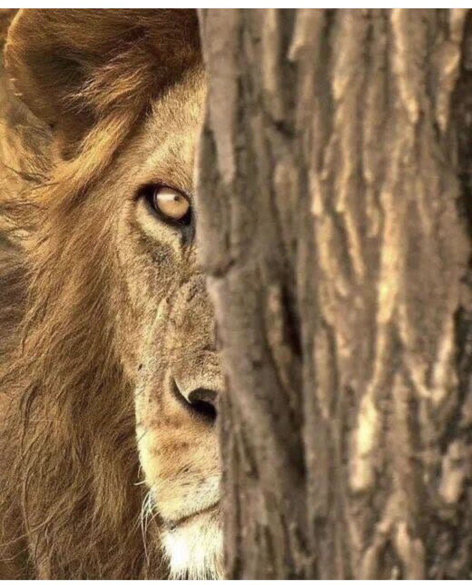 BUGÜN GÜNLERDEN SENSİN ASLANIM YAZ BİR TARİHDAHA