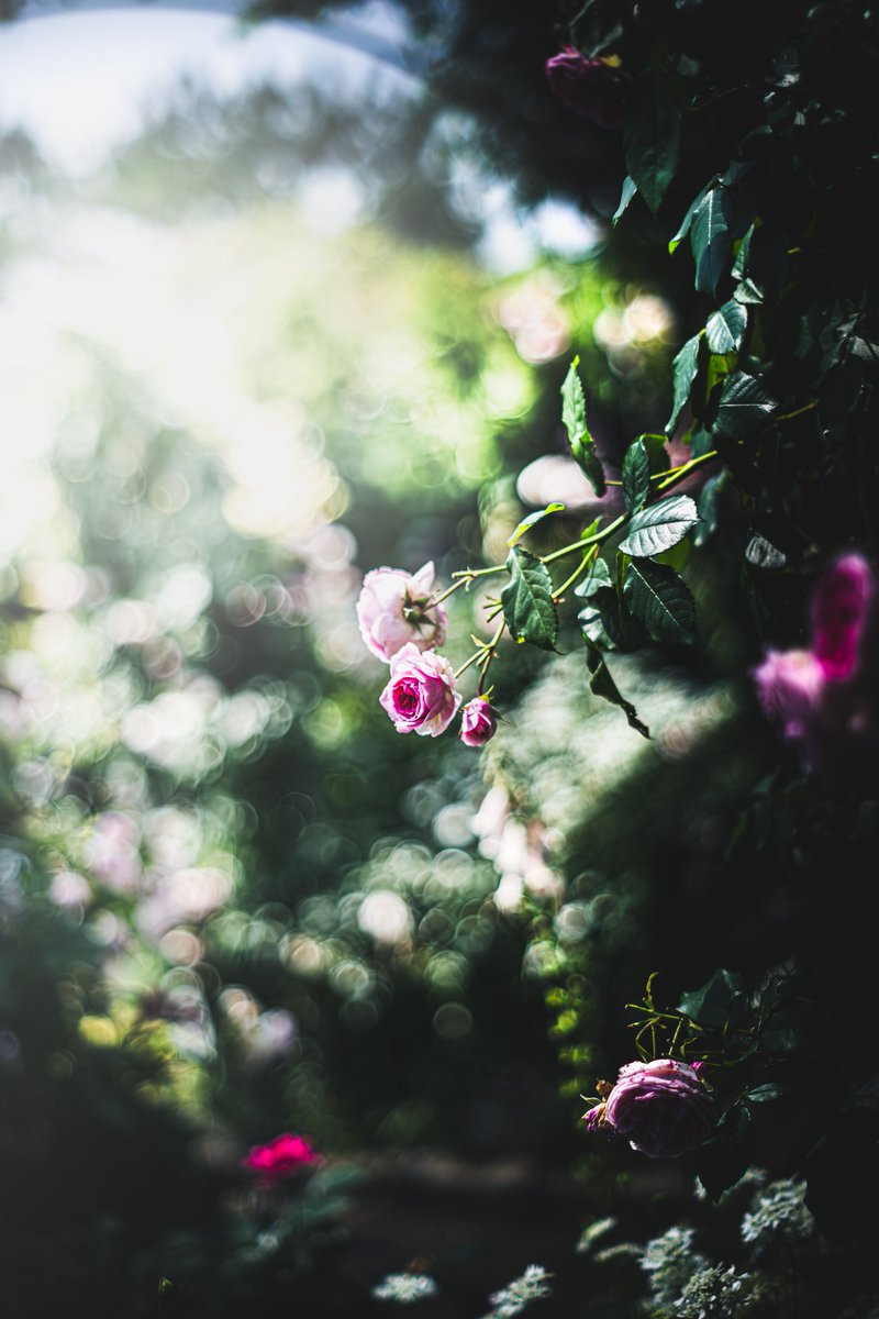 オールドレンズで撮った薔薇が美しい🌹