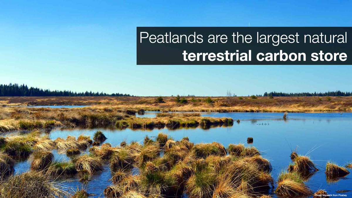 Peatlands are critical for preventing and reducing the effects of #ClimateChange, preserving #biodiversity, minimising flood risk, and ensuring safe drinking water.

Urgent global action to protect, sustainably manage, and restore peatlands is essential.
