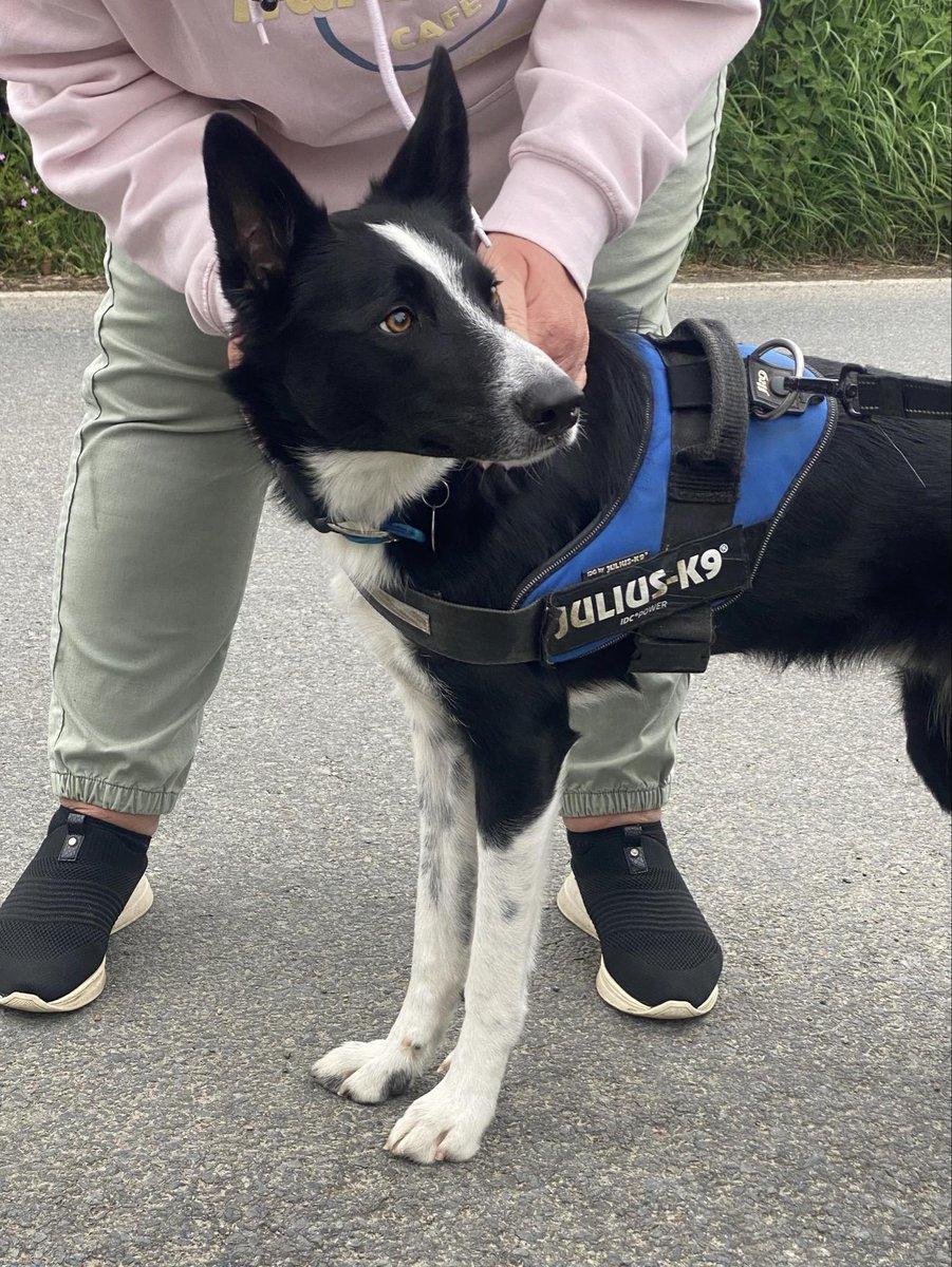 🐾🐾NEW ARRIVAL🐾🐾 4 year old BILLY arrived a few days ago. He's a lovely lad and is available for adoption 🖤 If you have experience of adopting a collie previously and would like to add this boy to your family, please send us a private message 🙏