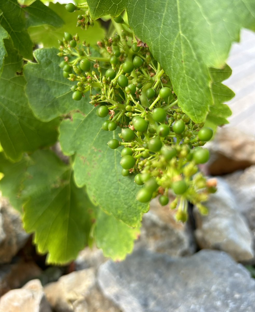 La floraison se termine et certains cépages ont bien grainé! Une étape importante pour nos vignes qui sont en mode résistance depuis deux ans et pour nous en mode espérance… 
Ces petits grains naissants nous encouragent ! @vigneronindep @VinsPaysdOcIGP @AocFitou @lv_vitisphere