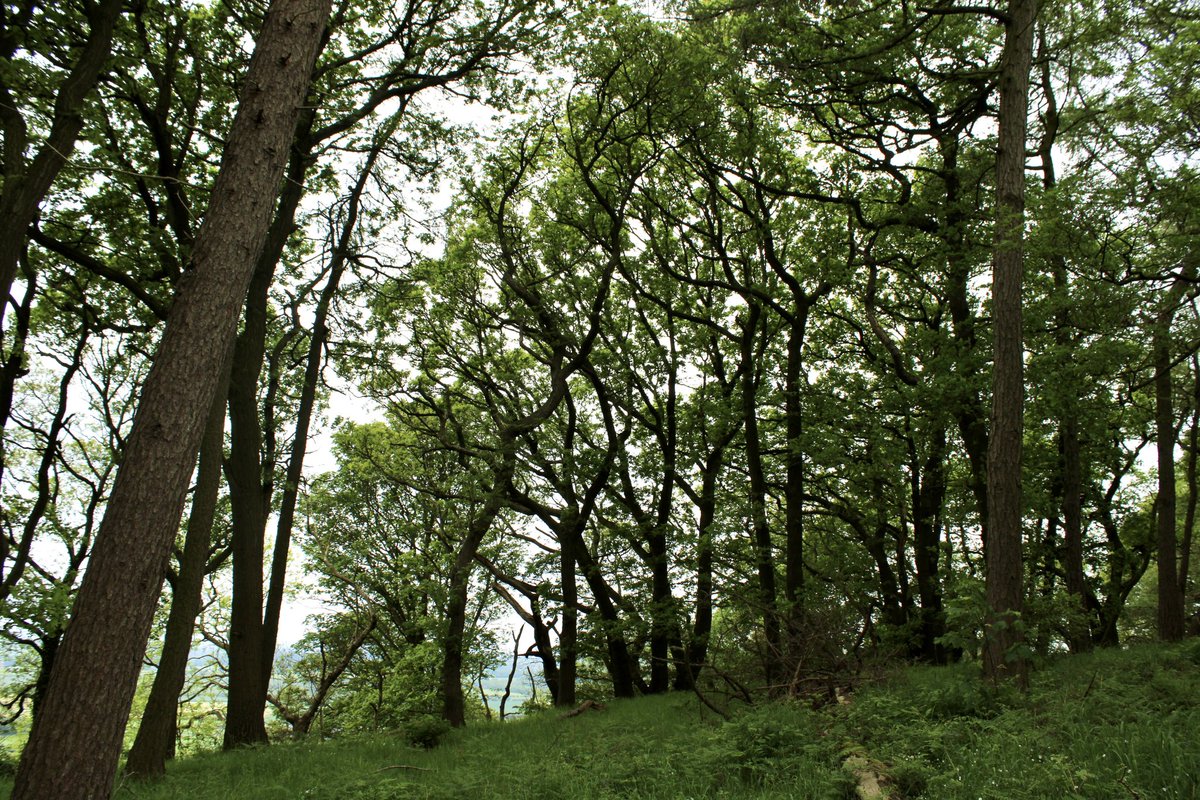 North York Moors Trust (@nymnptrust) on Twitter photo Members from <a href="/andysmanclubuk/">#ANDYSMANCLUB</a> Teesside joined our latest Trust Trek nature walk up Roseberry Topping and surrounding woods.
We listened to Cuckoo, identified wildflowers, smelt wild garlic, and photographed nature’s patterns.
Great for boosting mental health and wellbeing. 🌳🐦 Members from <a href="/andysmanclubuk/">#ANDYSMANCLUB</a> Teesside joined our latest Trust Trek nature walk up Roseberry Topping and surrounding woods.
We listened to Cuckoo, identified wildflowers, smelt wild garlic, and photographed nature’s patterns.
Great for boosting mental health and wellbeing. 🌳🐦