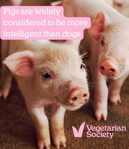 Did you know #pigs are widely considered to be more intelligent than dogs. 🐷❤️#FriendsNotFood #GoVeggie Find out more about pigs ..vegsoc.org/what-we-do/org…