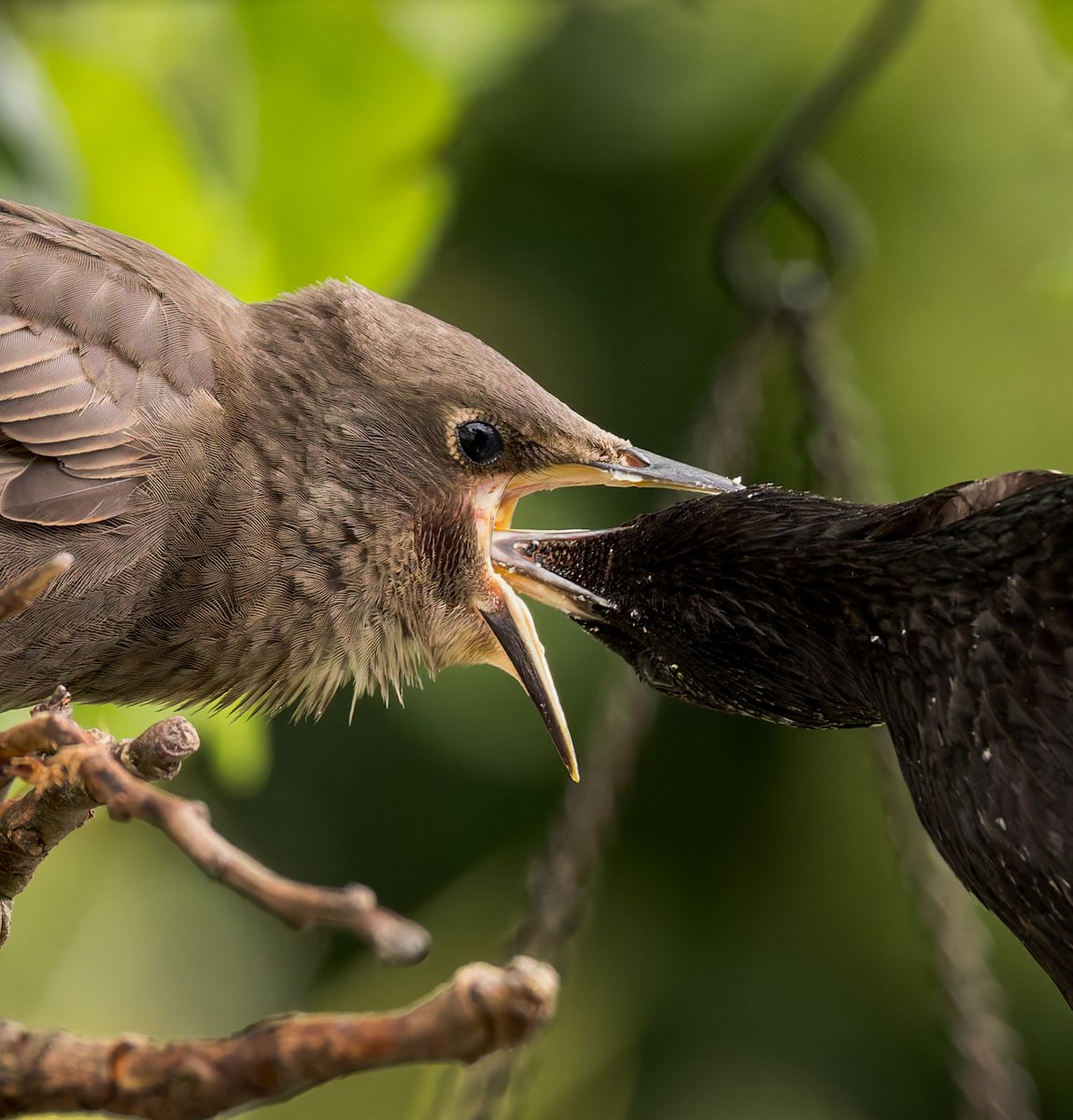 The Starling fledglings have finally started to turn up in big numbers in the garden #TwitterNatureCommunity #TwitterNaturePhoyography #BirdsOfTwitter @RSPBCymru @Natures_Voice