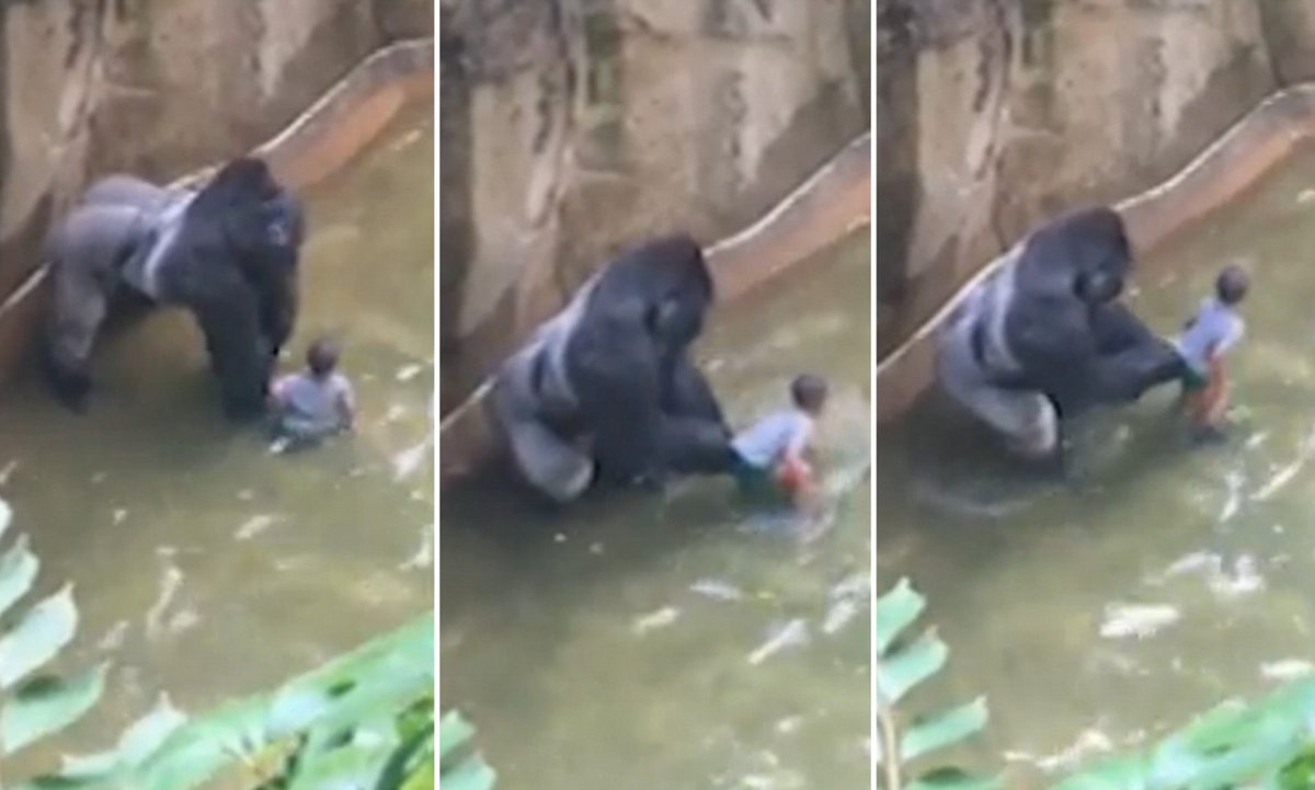 Daily_Echoes's tweet photo. 🧵3/3
The aftermath of Harambe's death led to significant changes at the Cincinnati Zoo and other zoos worldwide, with a renewed focus on improving safety measures for both animals and visitors. The incident prompted many facilities to re-evaluate their enclosure designs and emergency protocols to prevent similar occurrences. Harambe's story also inspired a broader movement advocating for the ethical treatment of animals and stronger conservation efforts.

His legacy continues to influence the dialogue on wildlife protection and zoo practices, reminding us of the delicate balance between education, conservation, and the humane treatment of the animals we share our planet with.