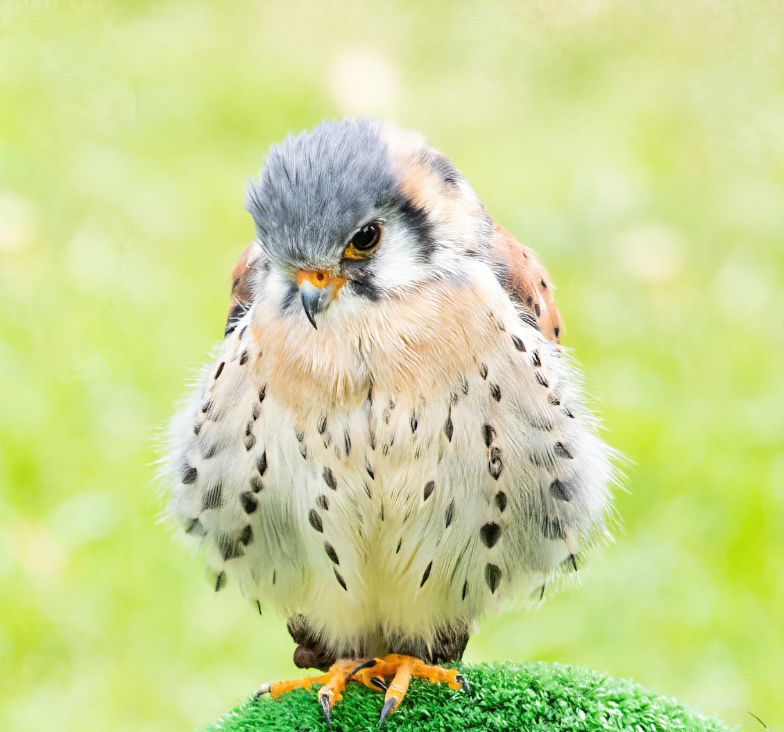 Op het Castlefest was een roofvogelshow. Daar waren deze bosuil en torenvalk te zien. Prachtig om te fotograferen, dat zeker. Maar had wel een dubbel gevoel bij deze machtige vogels zo tussen het feestgedruis. #mei_nmooistefotos #Roofvogels @bosw8er_jochem