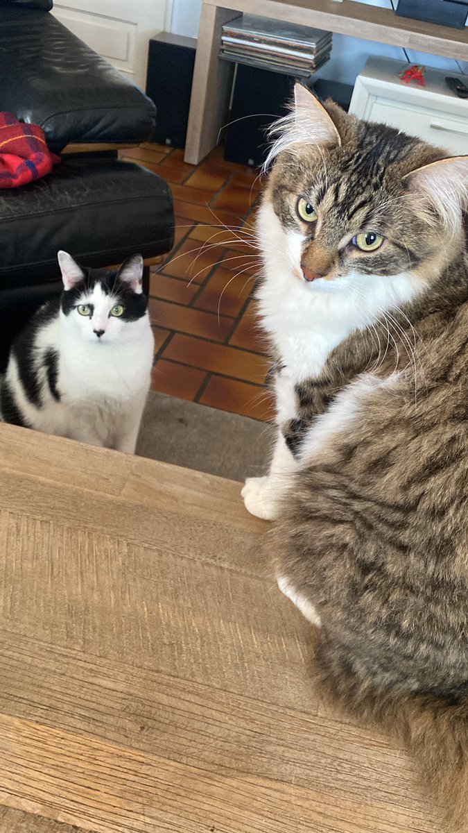 Groscar2's tweet image. Bonne fête à toutes les mamans des potichats 🥰