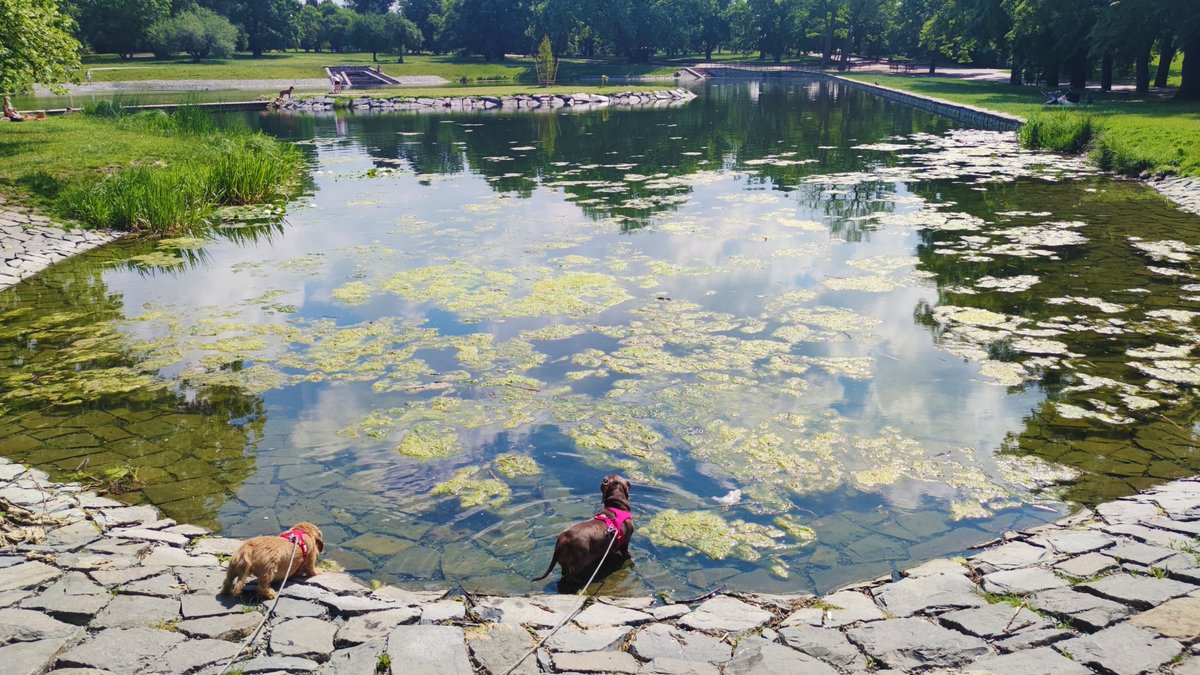 ian_dachs's tweet photo. Svět knihy podruhé nebo Letná? Jezefcete vyhráli...
🐕❤️🐕 #Tonda & #Matej #Merle #Wirehaired #Smoothhaired #Dachshund #Wiener #Family #Members #BestFriend #Bestevenn #SausageDog #InstaWiener #InstaDog #ILoveIt #JegElskerDet #LovingDog #My #FantasticBeasts https://t.co/yawgzJuAEi