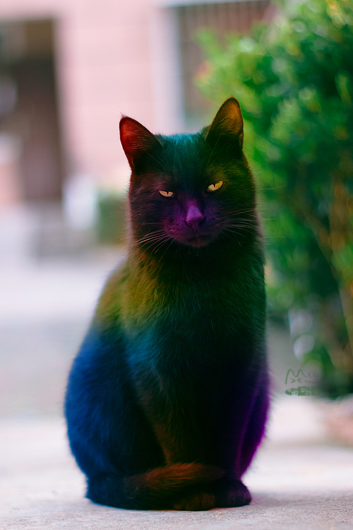 五彩斑斓猫态奥克大人~  

#幻龙  #奥克 
#趁年轻玩点色 #小龙人的秘密 https://t.co/NotWgGCmvq