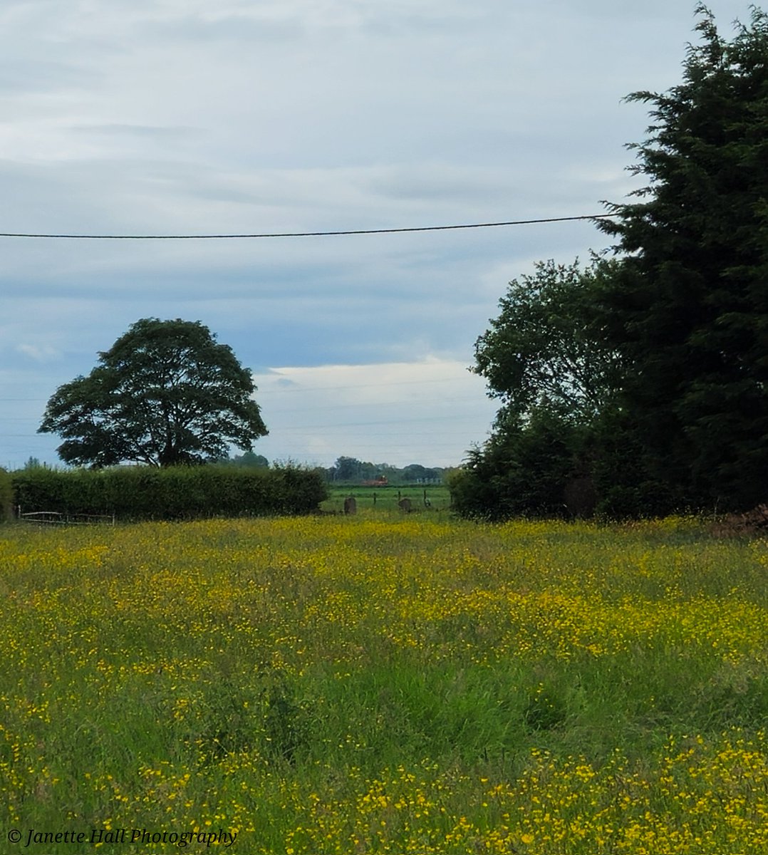 Buttercups 💛💚☁️
#midgehall #newlongton #weather #loveukweather #Preston #lancashire #colours #color #nature #NaturePhotography #NatureBeauty #naturelovers #sky @metoffice #fields #farm #farmer