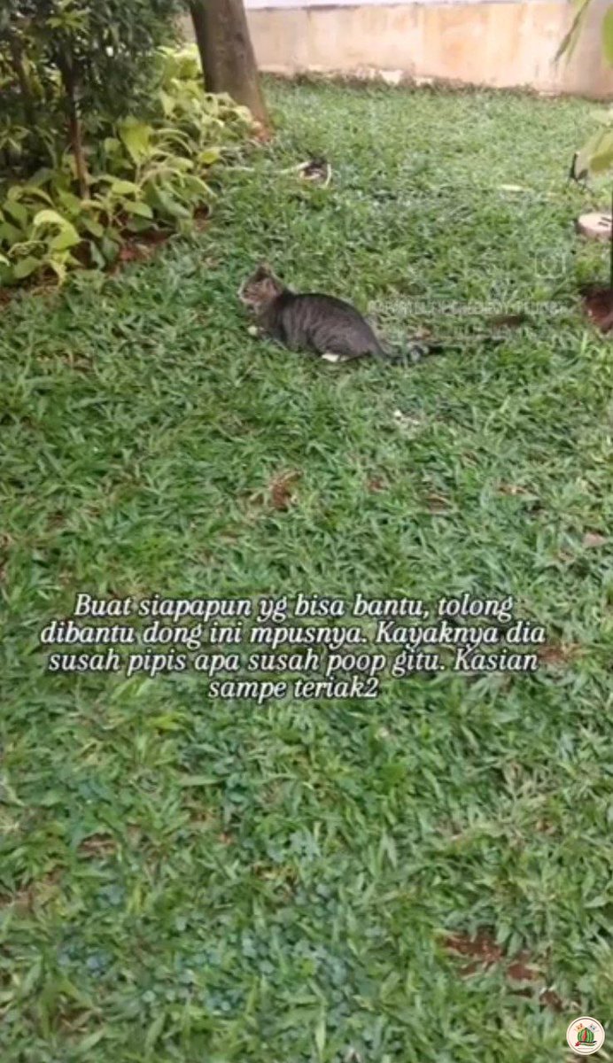 Kcg! ada yg tinggal disekitar apartemen green bay pluit bisa bawa kucing ini ke dokter? Udh seminggu lbh dia ky ga bisa pipis sm poop, perutnya yg sebelah kiri tuh keras bgt. Infonya dri ig apartemen_greenbay_pluit97