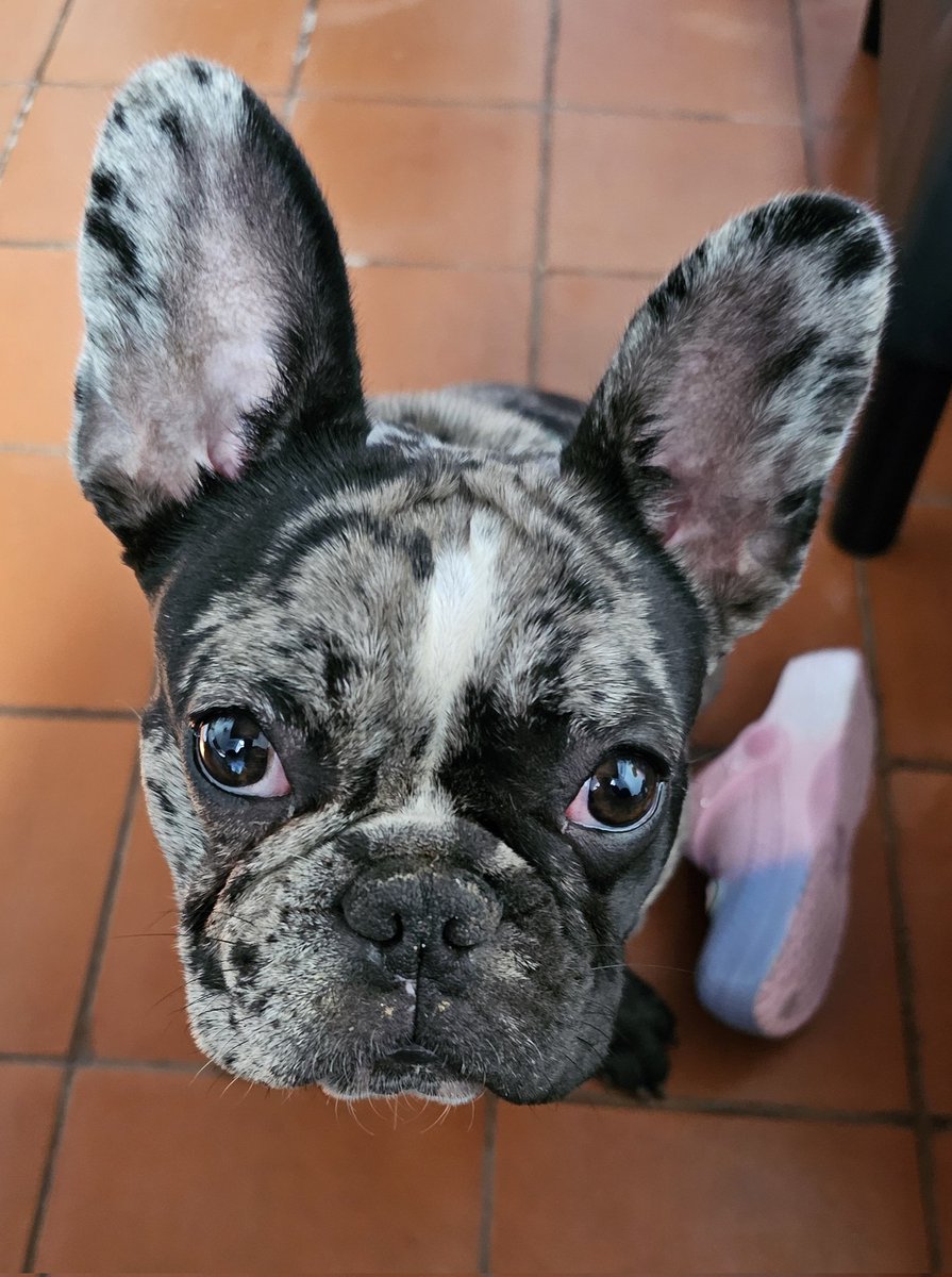 Bom dia amigas e amigos: Este exemplar é da filha mais nova que está por cá de visita. Veio ter comigo, trouxe-me um presente (a chinela da neta) e pôs-se a olhar para mim. Quem resiste? Bom fim de semana🙋