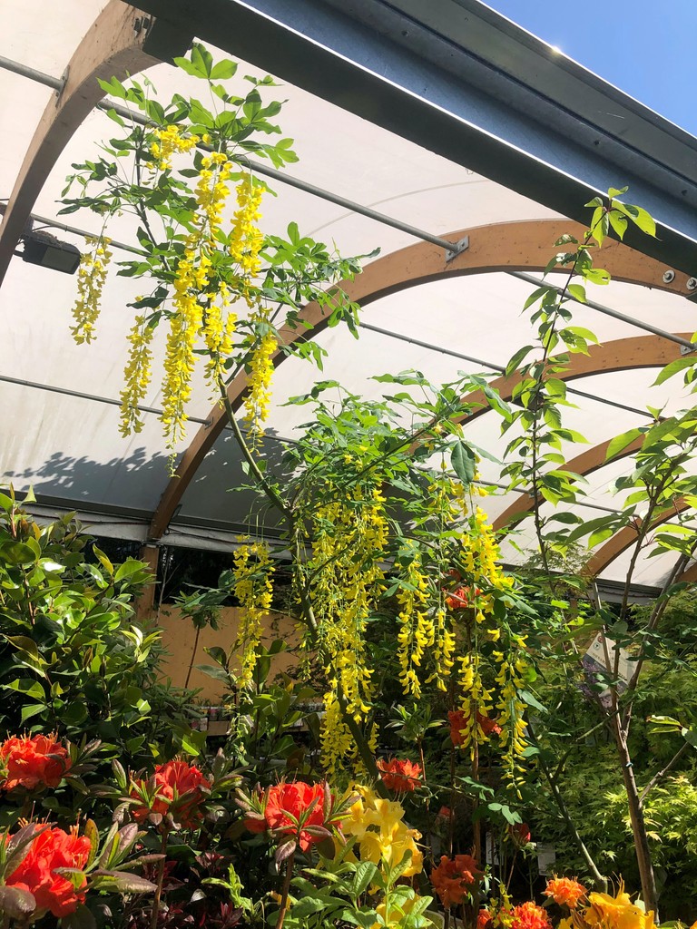 The gorgeous ‘GOLDEN RAIN’ #laburnum watereri 'vossii' – a small tree that can also be trained as a shrub
#gardencentre #since1983 #socialenterprise #camdentown #northlondongardeners #gardenlovers #trainingandemploymentopportunities