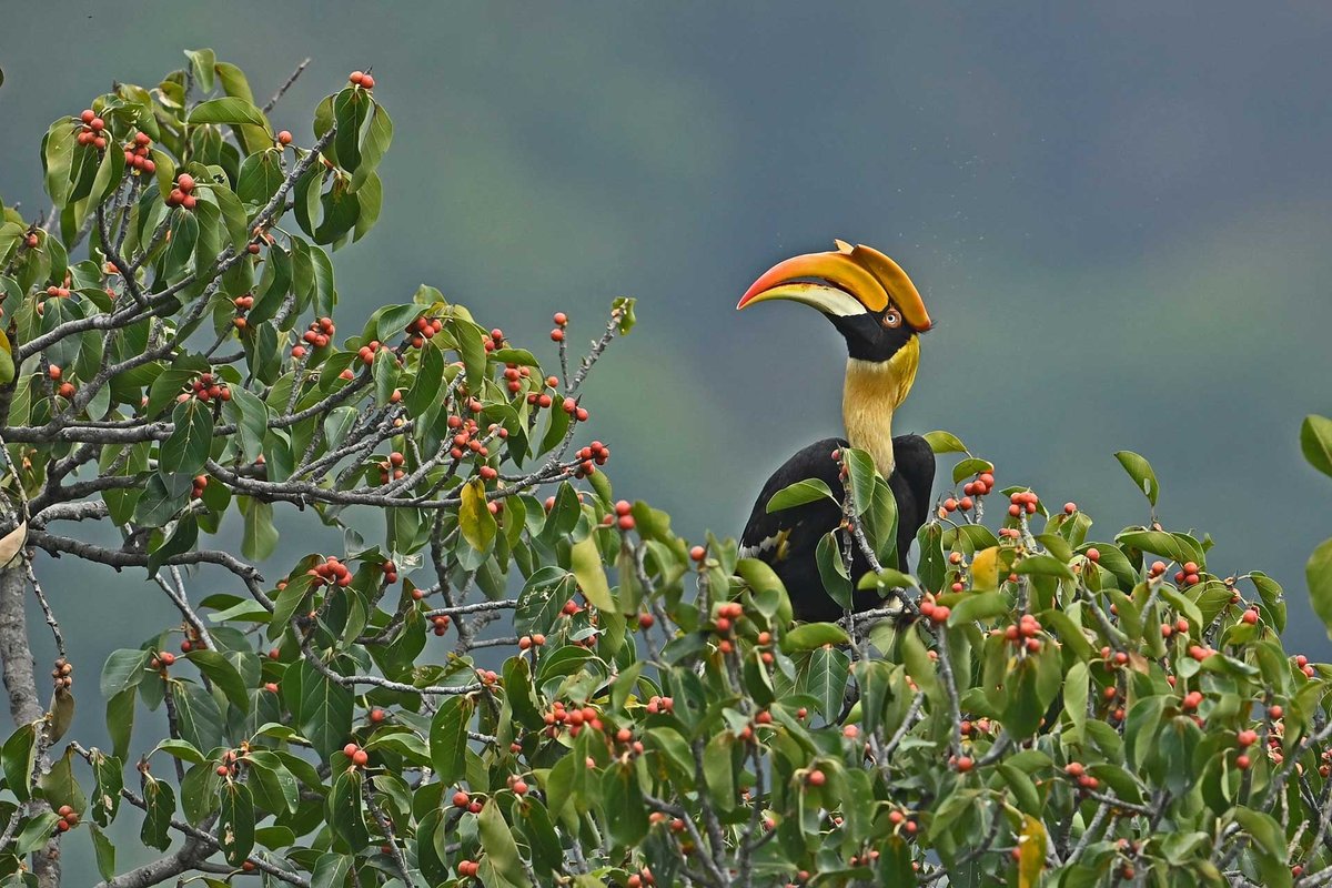 #FromTheArchives

Hornbill #biologist Pooja Pawar (@poojap837) gives us a glimpse of how one tracks #hornbills in the wild! Join her on this bumpy ride. 

📷 Dhanu Paran — A female Great Indian #Hornbill on a #Ficus tree

Read more: bit.ly/3wNsFSo