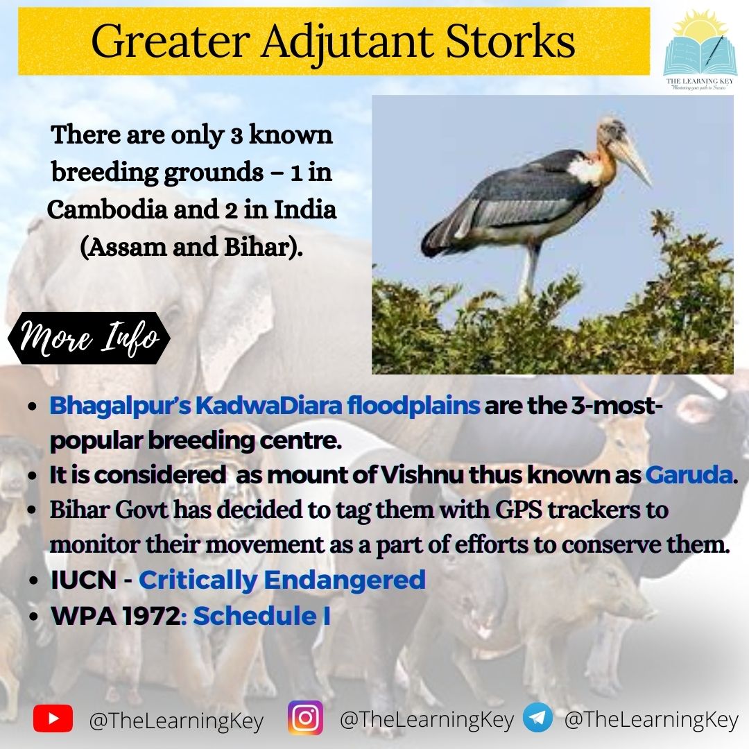 TheLearningKey's tweet image. Greater Adjutant Strok