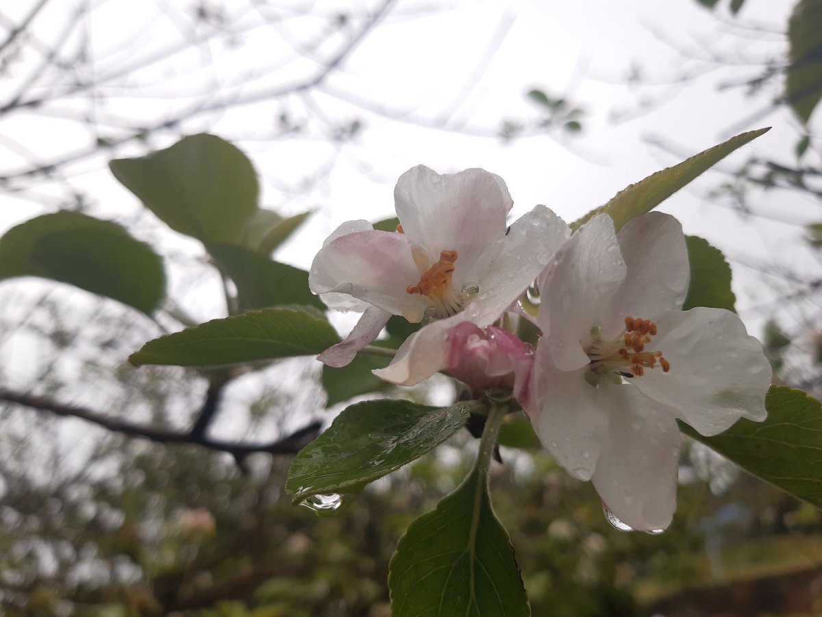 Igor Ferreras tweet media