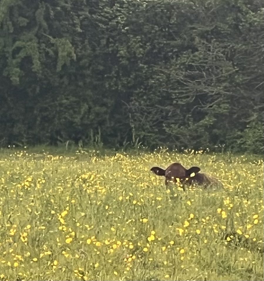 Beasts in the buttercups #morningrun and trying to get back before another deluge ⁦@stevewashbourne⁩ ⁦@RavyGabrria⁩ ⁦@wi_john⁩