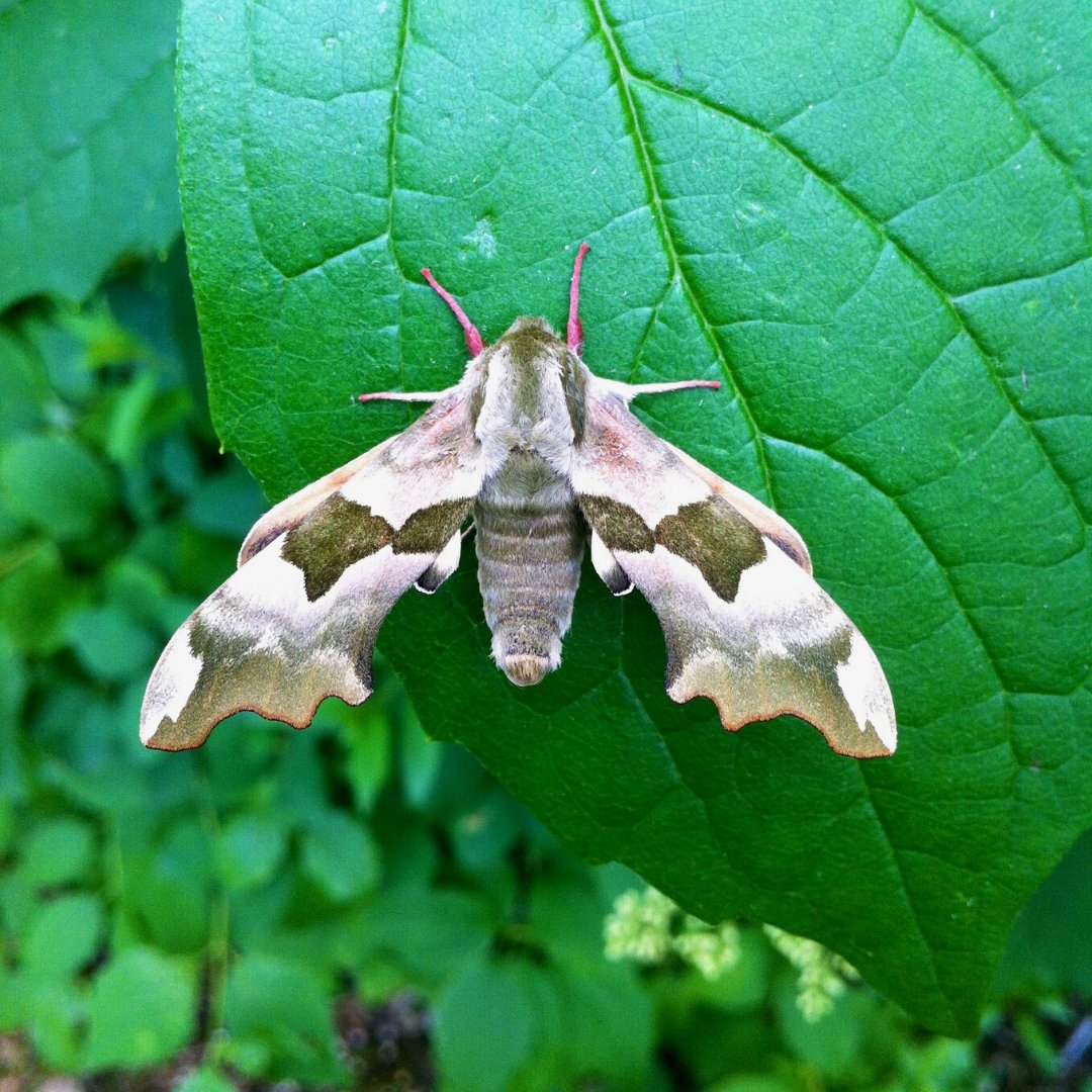 🔍Have you spotted a #HawkMoth this spring? 🦋#HawkMoths are some of the largest and most recognisable moths in the UK. 👉Click to see some of the species you can spot this time of the year: bit.ly/3QIk4Hm