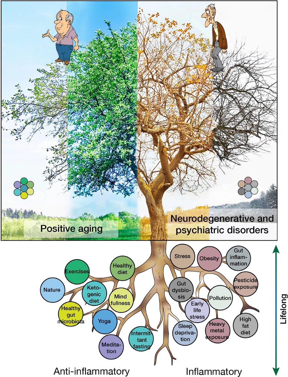 Fattori di rischio e protettivi per la neuroinfiammazione e loro contributo all'invecchiamento in salute o allo sviluppo di disturbi neurodegenerativi e psichiatrici.

Bellissima infografia da “Healthy lifestyles and wellbeing reduce neuroinflammation and prevent