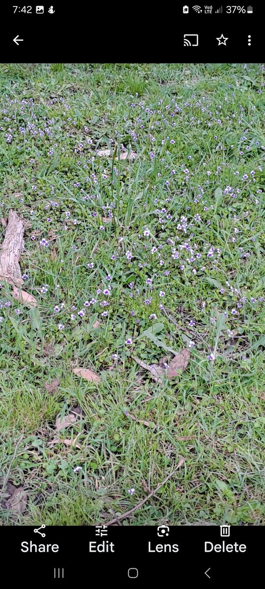 @LiangRhea I planted native violets at dgters house Melbourne, they are just beautiful and have covered an unsightly gap along a fence. Up here in Central Vic I have real native violets everywhere!! They are tiny but spectacular.