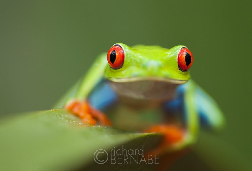 Red-eyed tree frog, Monkey River, Belize #photography