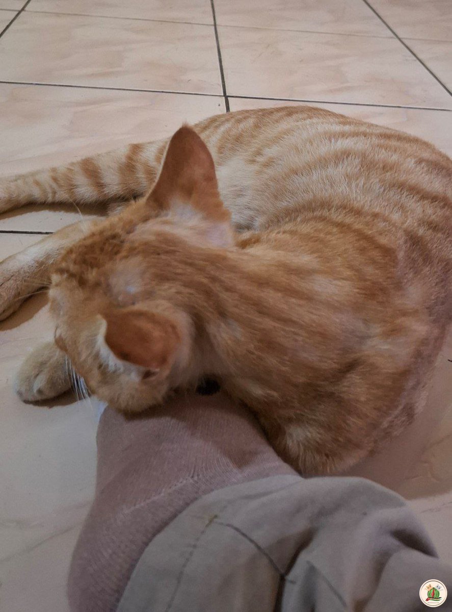 Kaki dijadiin bantal gini apa maksud 🐈