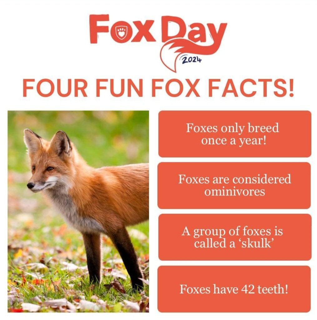 Happy Fox Day! ❤️🦊❤️