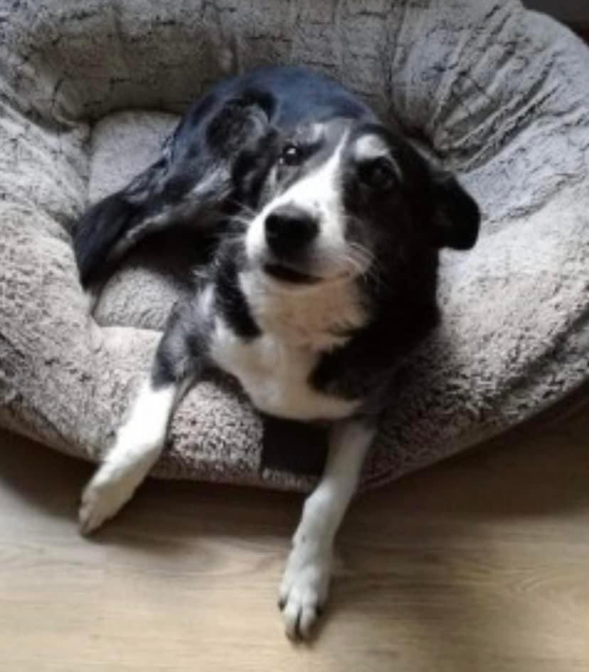 OWNER IS THANK ING EVERYONE HELPING TO FIND MANGO SHE WAS FEATURED IN THE #Doglost COLUMN OF LOST AND STOLEN DOGS #ShootingTimesAndCountry MAGAZINE LOST #GLASSAGH, LOWER #DONEGAL, SI 3/12/23 doglost.co.uk/dog-blog.php?d… Female, ELDERLY #Collie Black&white/4 white paws 🐾 Chipped