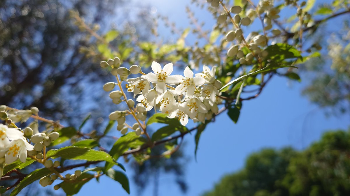 青空を見上げて。

名前📛#空木／#卯木（#ウツギ）／#卯の花（#ウノハナ）
撮影📷2024年5月25日
場所🗺️#神戸市立森林植物園