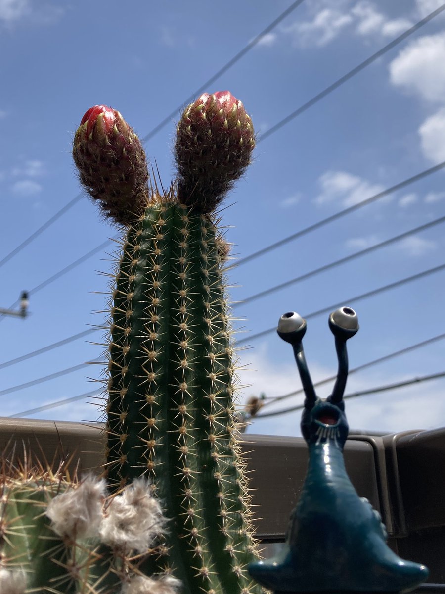 美女丸も開花🌸 ナメゴンみたいです🤭開花前の昨日→の方がナメゴンっぽい〜🐌 #Helianthocereus huascha var.rubriflorus #ブルマァク