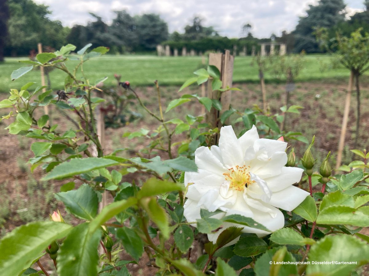 Jetzt könnt ihr im Nordpark eine von zwölf #Rosenpatenschaften übernehmen. 🌹 Zeigt eure Verbundenheit mit dem städtischen Grün und schafft euch euren persönlichen Ort in der Stadt. 🌿 Auch perfekt zum #Blumen mal anders verschenken 😉 💐 👉 sohub.io/5obv