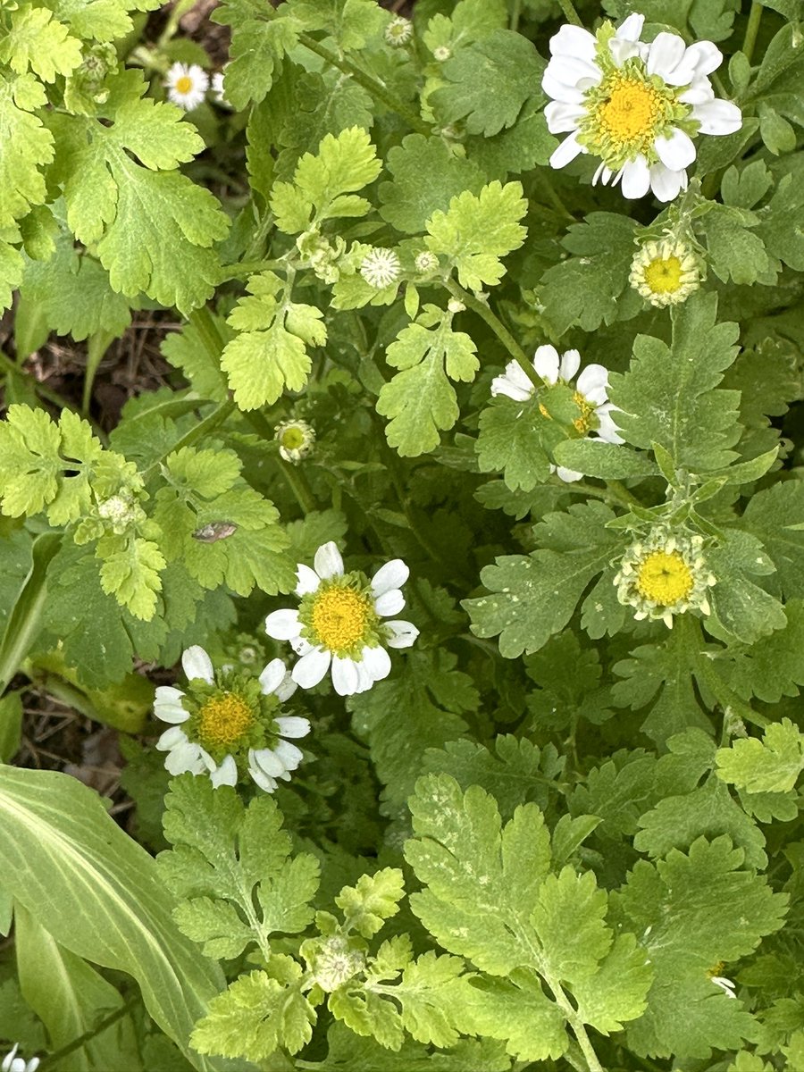 First Feverfew flowers… #wildflowers #WildFlowerHour #feverfew #herb #wild #free #flower 🌼🌼🌼