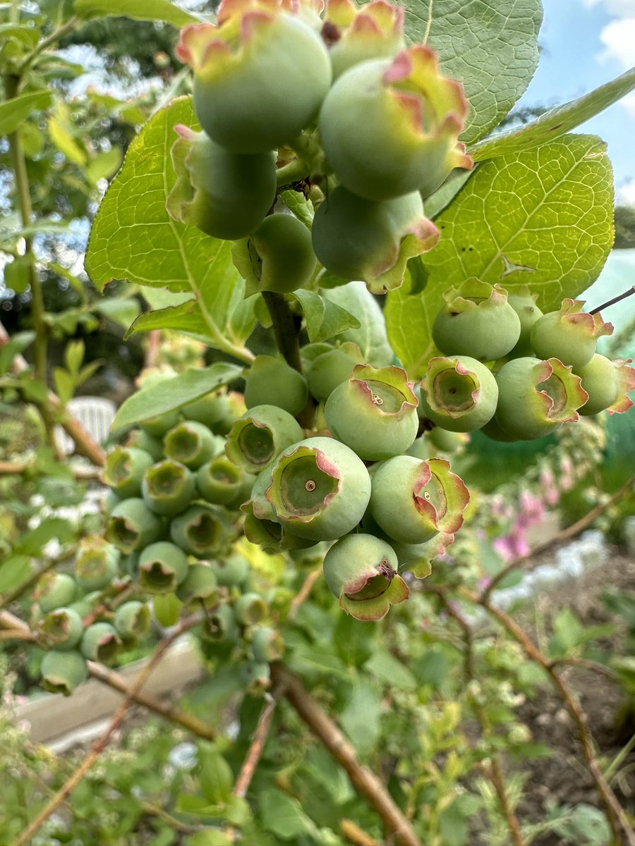 It looks like I‘ll get a bumper blueberry crop this year. They‘re super yummy, healthy and relatively #lowcarb 

#HealthyEating #allotment #growyourown #lowcarb #GardeningTwitter #gardens #harvest2024