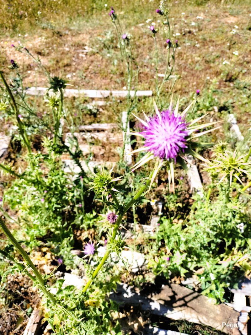 #Flores #Flor del #Cardo #FotografíaDeNaturaleza #Naturaleza #FotografíaKm0 #Km0 #naturephotography