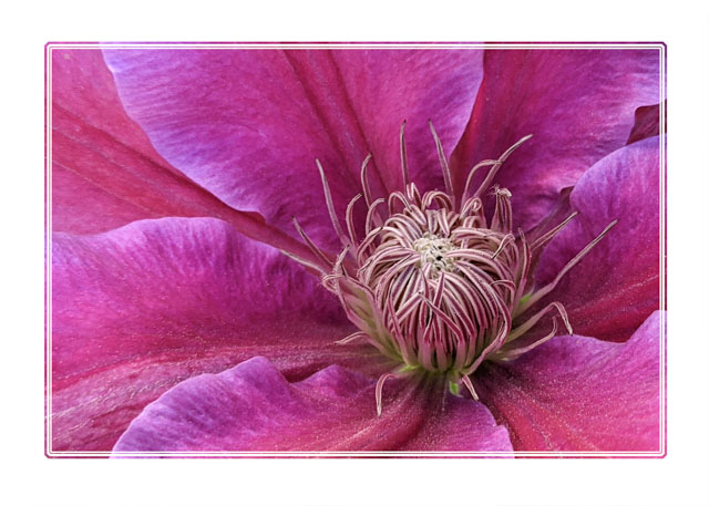 The Dr. Ruppel’s #Clematis #flower is a deciduous #climber that produces large, pale #pink #flowers with a deep reddish-pink central bar and slightly wavy edges. Shot in a #local #Stockport #garden near our #studio. #gardening #FlowersOfTwitter #plantphotography #photography