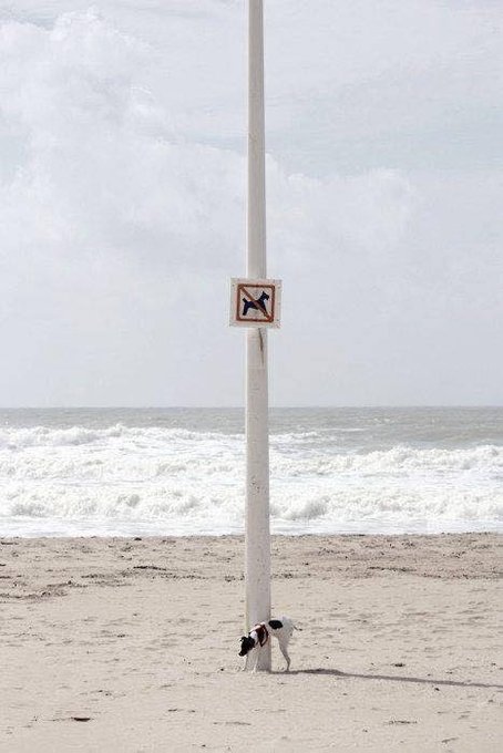 SwaneeParrish's tweet image. And THAT is what I think of your sign, Sir! #Nodogsallowed