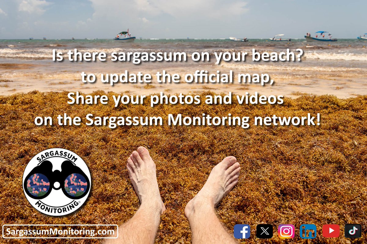 Currently no tool can effectively predict #sargassum arrivals. Only Sargassum citizen science makes it possible to monitor the entire phenomenon. You are citizen science and it is thanks to all of you that science and technology can advance. #sargazo #sargasses #citizenscience