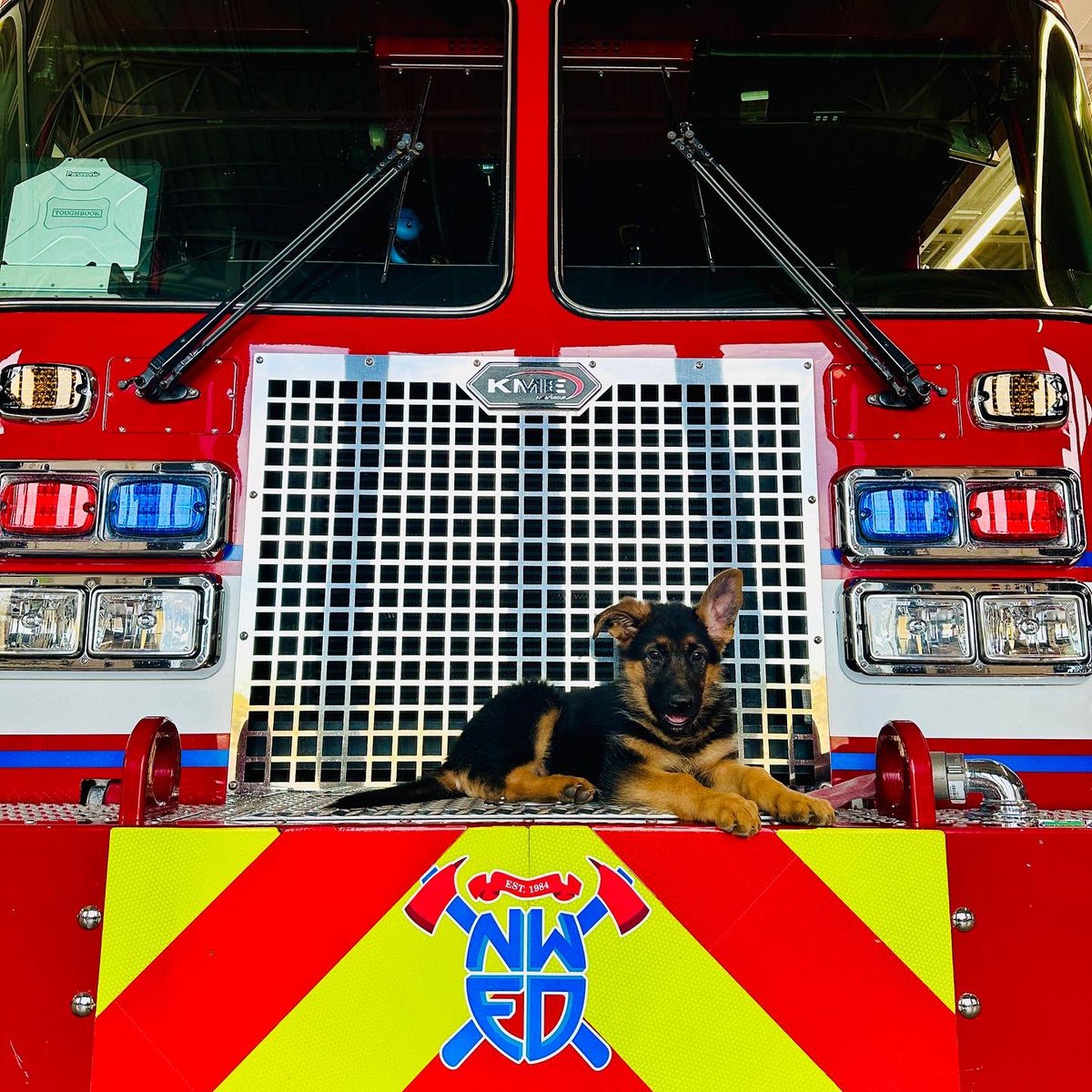 NorthwestFire's tweet image. If you're working in the fire station, you always have an ear out for the "tones"- the sound that alerts crew members to respond to an emergency. 

Andi is visiting the station, but she’s taking this very seriously… keeping one ear up and open! 

#FireStation #Firefighters #Dogs