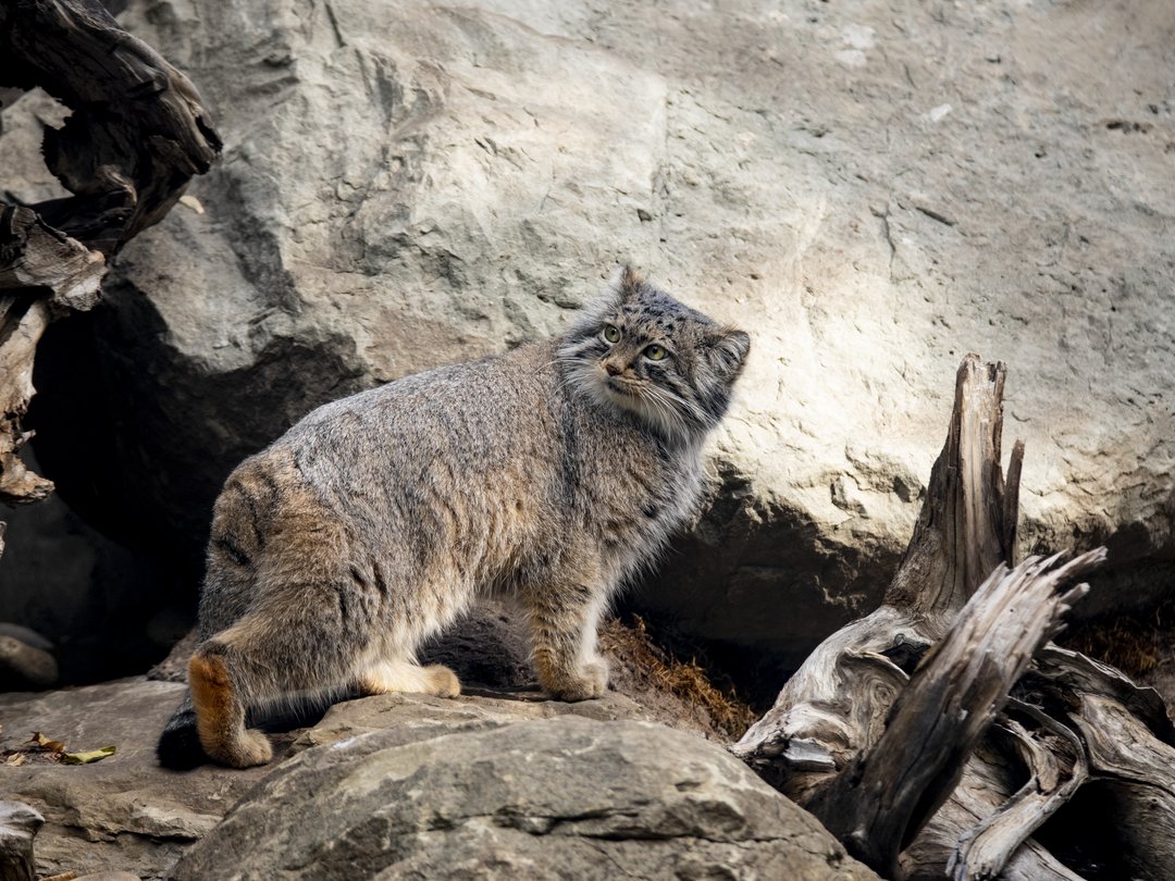 We’re purring with excitement – our female Pallas’s cat ‘Pema’ is 6 today! 🥳 Don't be fooled by their small size. Pallas's cats are wildcats, but they do share similar vocalizations with domestic felines: they meow, yelp, growl, and purr! 😻 #YourZooYYC