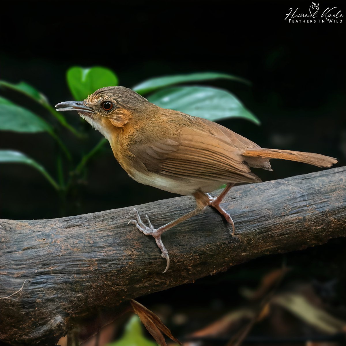 How about sharing some 'Forest Birds' such as Tropical, Temperate, Boreal Birds from the gallery? A babbler of lowland and foothill forests. Temminck's Babbler - Pellorneum pyrrogenys #IndiAves #ThePhotoHour #ForestBirds