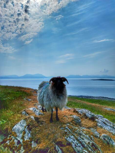 Those blue skies are such a beautiful baa-ck drop for this model!🐑🌊 📍Inishturk Island, County Mayo 📸Deborah Bennett #FillYourHeartWithIreland #InishturkIsland #CountyMayo #BlueSkies #NatureLovers #SheepSpotting