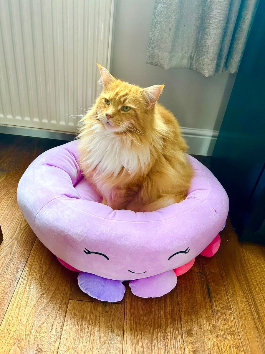 No box today, Buddy is too busy sleeping upright to prevent his brother from using him as a cushion! 😸😸🦁🦁 #teamfloof #CatsOfTwitter