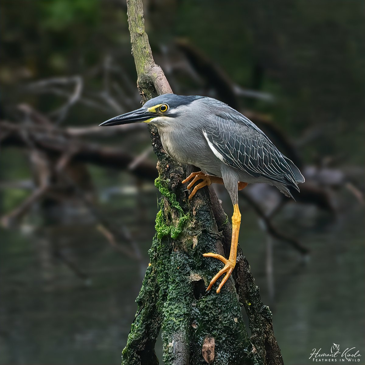 How about sharing some 'Wetland Birds' such as Marshes, Swamps, Lakeshores area Birds from the gallery? Striated Heron - Butorides striata #IndiAves #ThePhotoHour #WetlandBirds