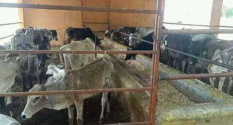 यह गजीपुर जनपद के जखनियां विकास खण्ड के ग्राम जलालाबाद का गौशाला है जहां आए दिन पशुओं की मृत्यु हो रही है पशुओं को ऐसे ही खुले में छोड़ दिया जाता है जहां कुत्ते कौवे इत्यादि नोच नोच कर बुरा हाल कर देते है । <a href="/myogiadityanath/">Yogi Adityanath</a> <a href="/AdminGhazipur/">DM_Ghazipur</a> <a href="/myogioffice/">Yogi Adityanath Office</a>