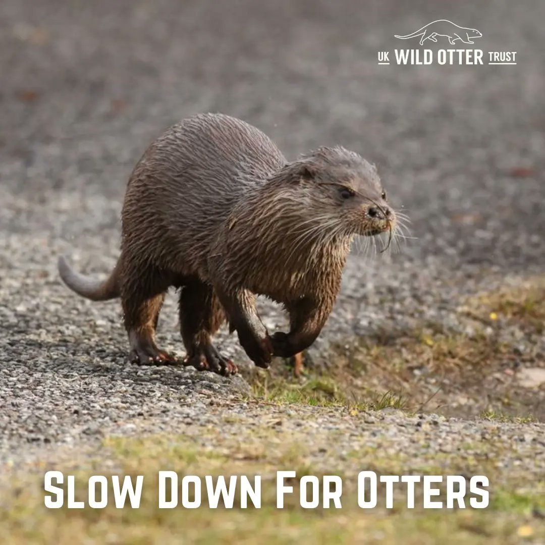 IOSFs World Otter Day is just days away and this year we are focusing on otter fatalities on UK roads, with our ‘Slow Down For Otters’ campaign. 🦦 Every year countless Eurasian otters lose their lives or are severely injured on UK roads. Roads have historically been built