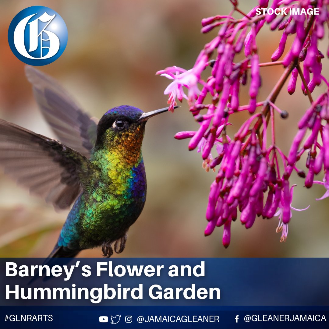 Nestled in the lush embrace of Negril’s West End, Barney’s Flower and Hummingbird Garden isn’t just a tourist attraction, it’s a testament to the restorative power of nature and the enduring spirit of Jamaican hospitality. 

Read more: jamaica-gleaner.com/article/art-le… #GLNRArts