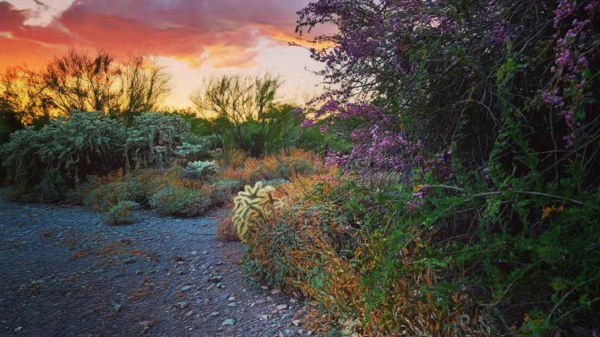 katerwriter's tweet photo. The star of the 2024 Sonoran Desert bloom just might be the ironwood trees. Ironwood trees look very much like mesquite trees until they reveal their pink crowns.
:
#treemagick #magiadeárboles
#ironwood #palodehierro #photopaintings https://t.co/egyz73DrJ4
