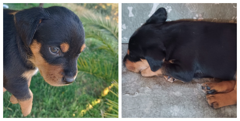 #madrid CACO cachorrete mestizo NACIDO de mami que rescatamos de perrera Sociable con niños,🐶y🐱 De tamaño mediano en edad adulta NECESITA #adopcion Se entrega chipado,vacunado,desparasitado y CON compromiso de castracion CONTACTO📩facenuevavida@gmail.com #cachorros #adopta