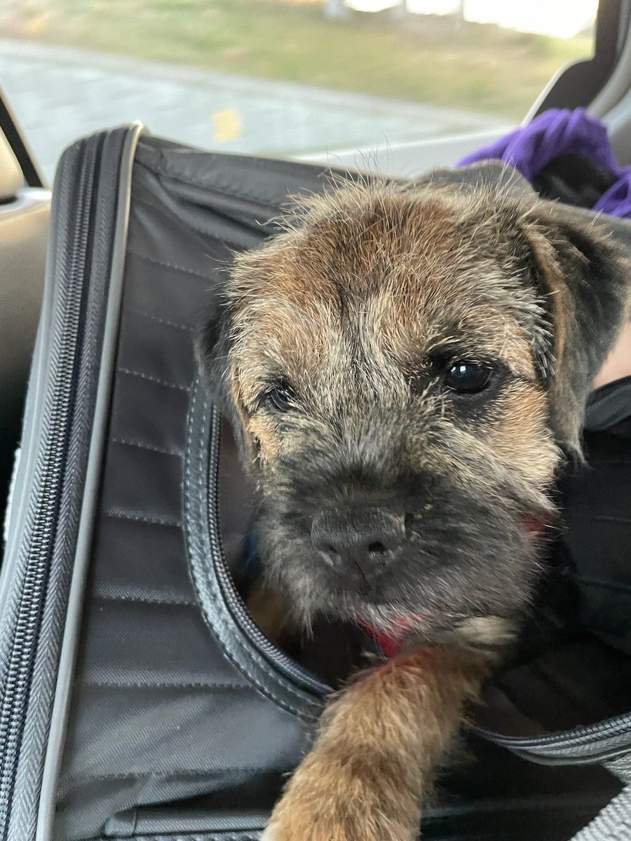 Throwback to day 1 #borderterrierposts #btposse #borderterriersarethebest #borderterrierlove #borderterrierofinsta  #borderterrierpuppies #borderterrierpuppy #borderterrierlovers #borderterrierlover #borderterrierswithattitude  #bt  #btposseofinstagram #borderterrier