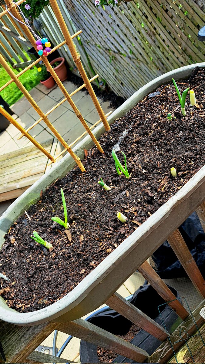 Beefsteak Tomatoes, Kentucky Beans, Bell Peppers/Radishes & Spring Onions...💃🏼 #eatwhatyougrow #greenthumb #tinyoasis #urbanjungle